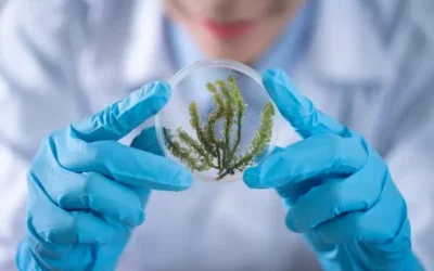 Classe di laurea in Scienze Biologiche L-13: Guida per neodiplomati