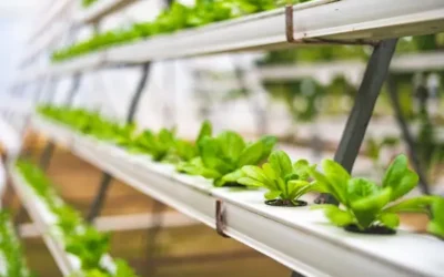 Classe di laurea in Scienze e Tecnologie Agrarie e Forestali L-25