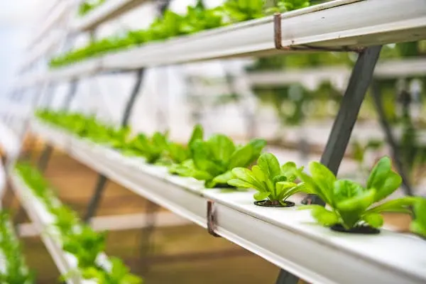 Classe-di-laurea-in-Scienze-e-Tecnologie-Agrarie-e-Forestali-L-25 Classe di laurea in Scienze e Tecnologie Agrarie e Forestali L-25