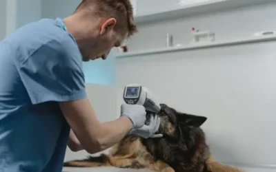 Master in Veterinary Science